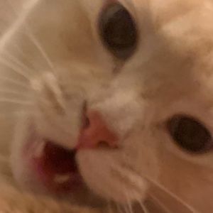 Meet your Posher, Van